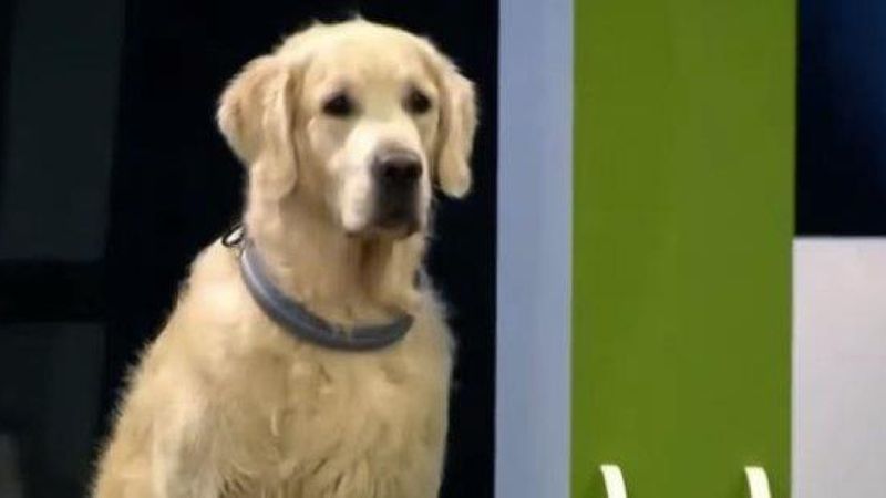 Ten golden retriever zaczął szaleć podczas zawodów, w których wyłaniano najbardziej posłusznego psa