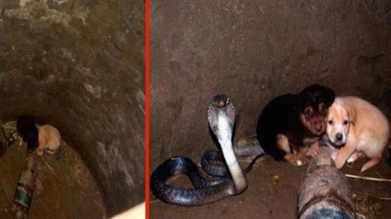Szczeniaki wpadły do studni, w której znajdowała się kobra. Właściciel bał się o ich życie…