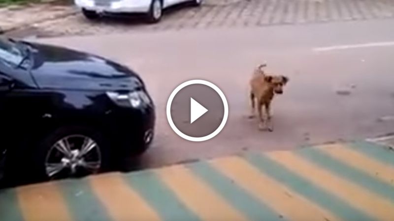 Pies przechodził obok zaparkowanego auta, z którego dobiegała muzyka. Co zrobił kiedy ją usłyszał?