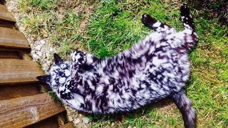 10 kotów, które zostały obdarzone przez naturę czymś wyjątkowym. Są jedyne w swoim rodzaju!