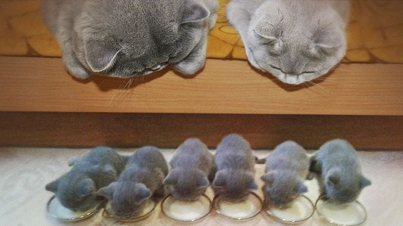 15 dorosłych kotów i ich czarujących miniaturowych wersji. Mają nawet plamki w tych samych miejscach!