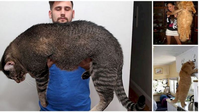 20 gigantycznych kotów, których rozmiary imponują. Są ogromne