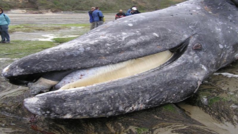 Znaleziono martwego wieloryba leżącego na brzegu. To, co znajdowało się w jego żołądku, łamie serce