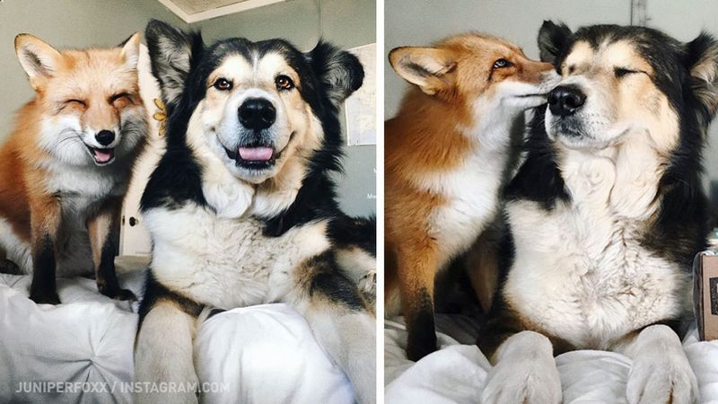 Tego psa i lisa połączyła… prawdziwa przyjaźń. Aż trudno uwierzyć!