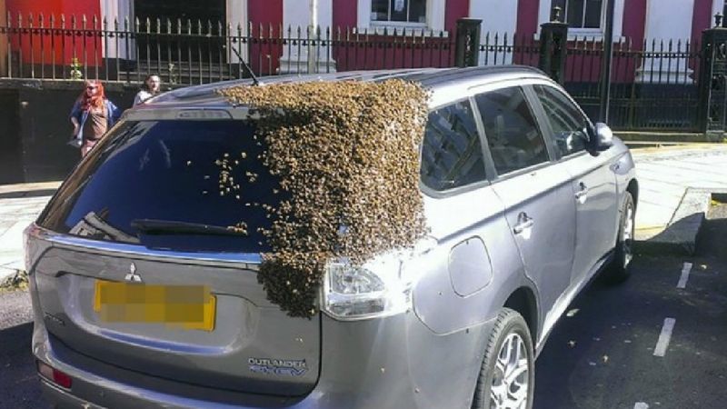 Rój 20 tysięcy pszczół podążał za jego samochodem przez 2 dni. Nie chciały dać za wygraną