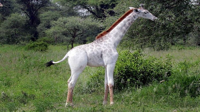 Przepiękna i niespotykanie rzadka żyrafa została zauważona w Tanzanii