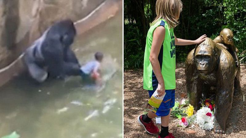 4-letni chłopiec wpadł na wybieg goryla w zoo. Akcja ratunkowa zakończyła się tragedią