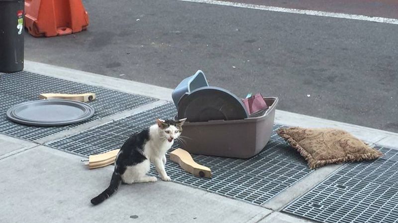 Ktoś wyrzucił z domu kota. Zostawił go na środku chodnika razem z innymi, niepotrzebnymi rzeczami…