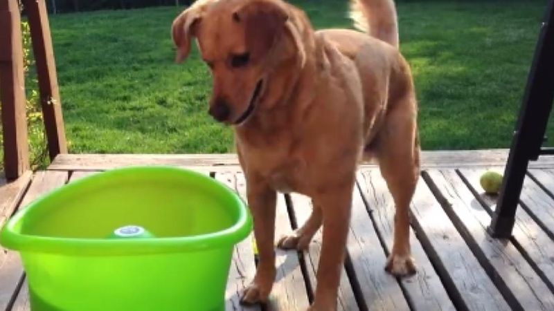 Podekscytowany pies skakał przed zieloną miską. Ale, co wyskoczyło z niej w 9 sekundzie?