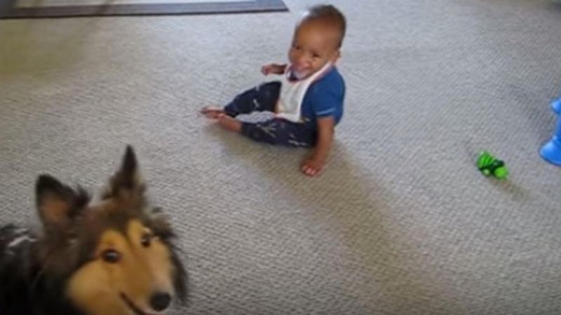 Tata nagrywał filmik, kiedy pies zaczął biec w kierunku dziecka. Nie sposób powstrzymać śmiechu na widok tego, co dzieje się w 0:11 min