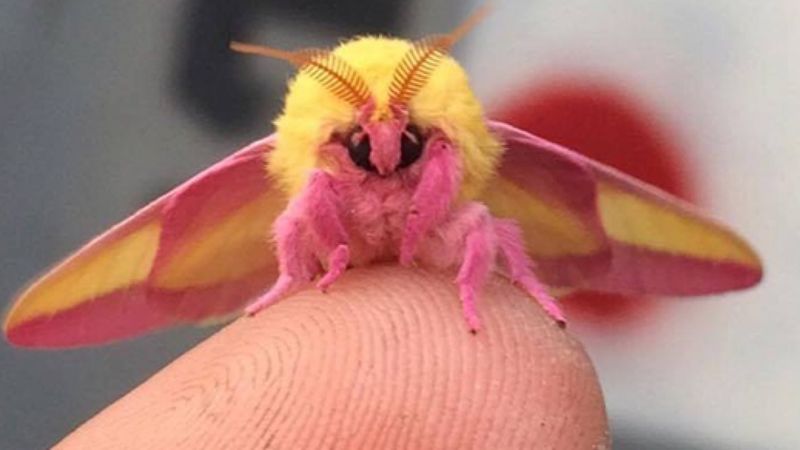 Kolorowa ćma może być najpiękniejszym owadem na świecie. Ma wspaniałe kolory