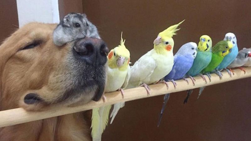 Tego psa, chomika i 8 ptaków połączyła ogromna przyjaźń. Ich wspólny widok jest po prostu wspaniały!