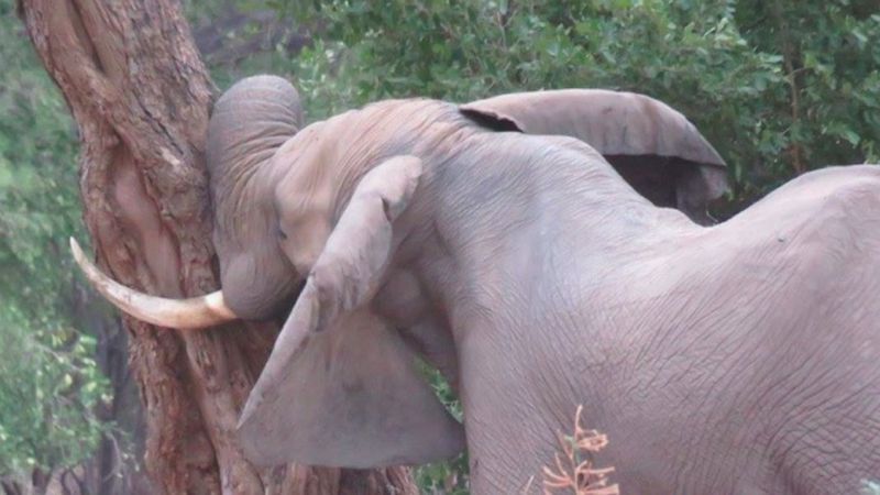 Skrzywdzony słoń z całych sił wciskał głowę w drzewo. Mógł umrzeć w każdej chwili