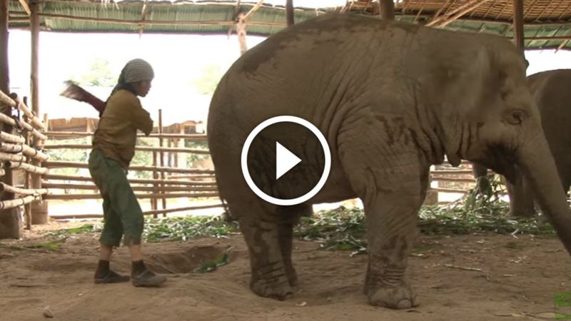 Kobieta zaczyna śpiewać kołysankę… Uważnie obserwuj, jak reaguje na to słoń