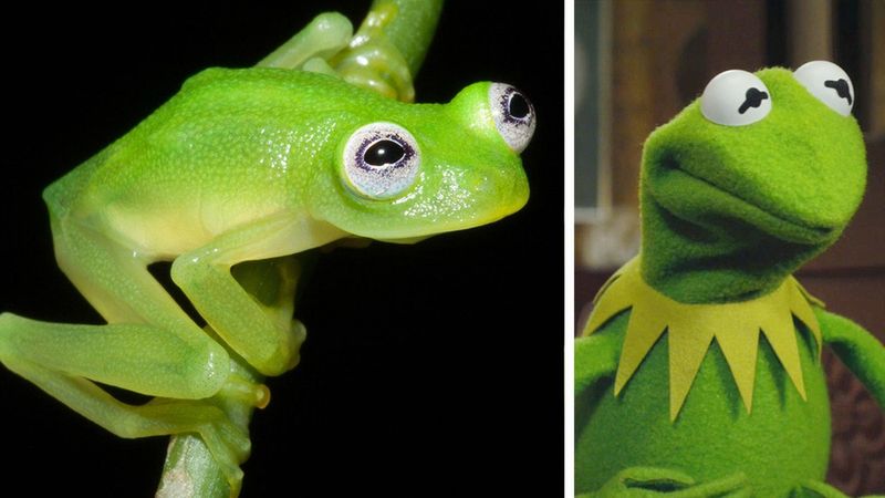 Pamiętasz żabę Kermit z Ulicy Sezamkowej? Niedawno naukowcy odnaleźli żabę, która wygląda identycznie