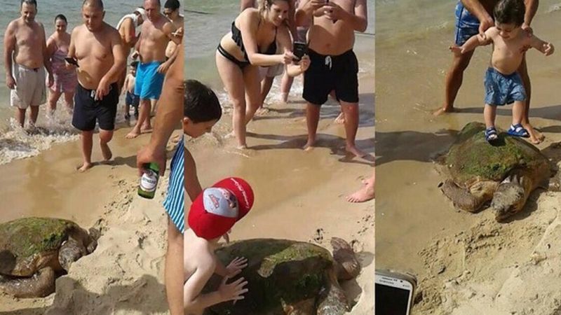 Wyciągnęli żółwia z wody na piasek. Dzieci po nim deptały, a rodzice robili im zdjęcia