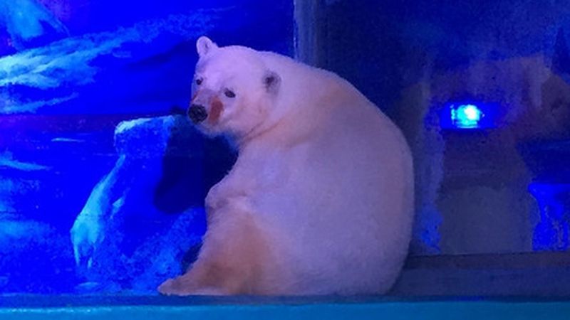 Najsmutniejszy niedźwiedź na świecie. Przetrzymywany jest w centrum handlowym w Chinach