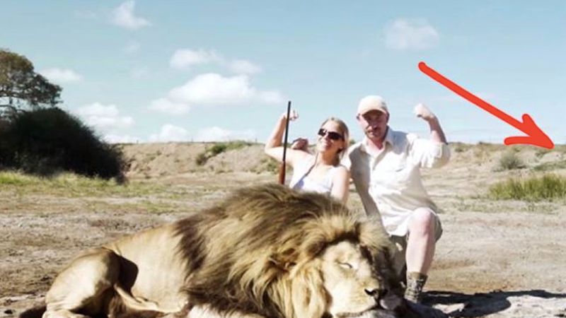 Pozowali do zdjęcia z zabitym lwem. Cała sytuacja się zmieniła, kiedy nagle zza ich pleców wybiegł drugi lew