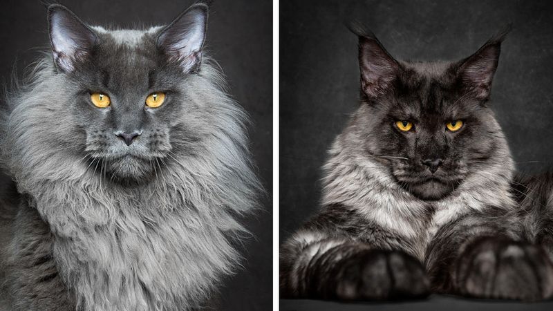 Mityczne bestie: Fotograf uchwycił majestatyczne piękno kotów Maine Coon