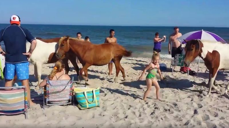 Dzikie kuce niespodziewanie wtargnęły na plażę pełną turystów. Wszystko to zostało nagrane telefonem