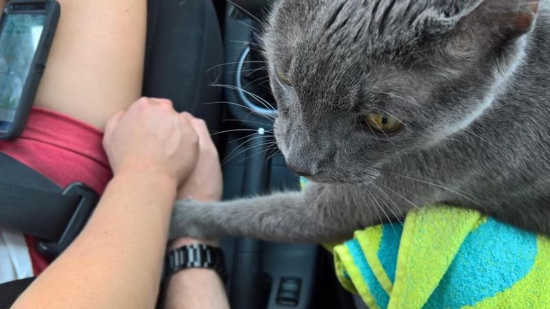 Kot kładzie łapę na dłoni kierowcy. To, co dzieje się później, powoduje, że nie mogę powstrzymać łez