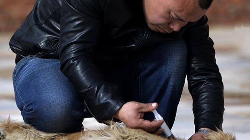 Chiński milioner kupił rzeźnię, w której psy były towarem. Mężczyzna stracił całą fortunę