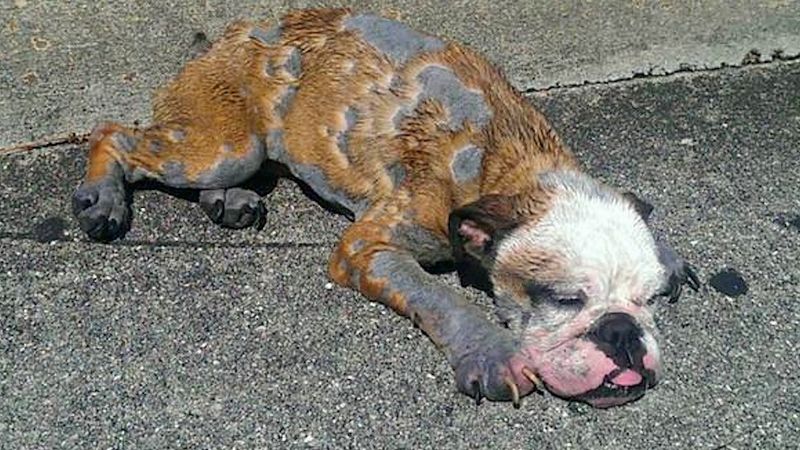 Znalazł nieprzytomnego psa na drodze. Zwierzak cierpiał na skrajny przypadek choroby