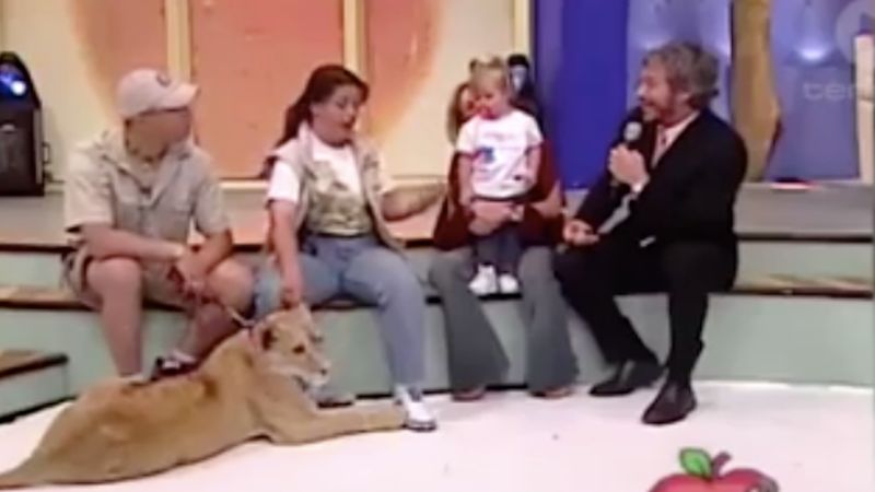 W czasie występu w programie na żywo lew rzucił się na siedzącą obok dziewczynkę