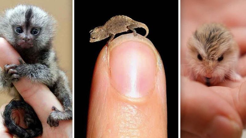 13 najmniejszych zwierząt świata. Numer 11 – żyjesz z nim na codzień!