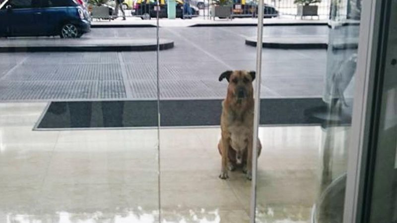 Stewardessa zaadoptowała psa, który codziennie cierpliwie na nią czekał przed drzwiami hotelu