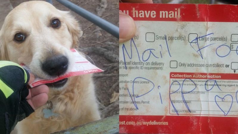 Listonosz pisze specjalne małe liściki dla psa, który uwielbia odbierać pocztę.