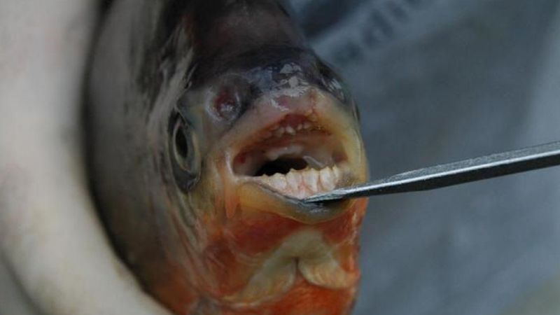 W jednym z jezior znaleziono nietypową piranię. Jej zęby przypominają ludzkie!