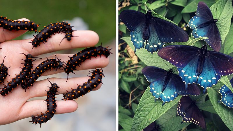 Na swoim własnym podwórku ratuje cały gatunek motyli! Są niezwykle piękne…