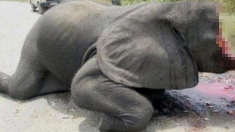 Kłusownicy w okrutny sposób mordują słonie, aby pozyskać kość słoniową. To powinno być zakazane!