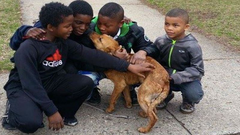 Czwórka chłopców rzuca wszystko, aby pomóc samotnemu psu przywiązanemu do płotu w pustym domu