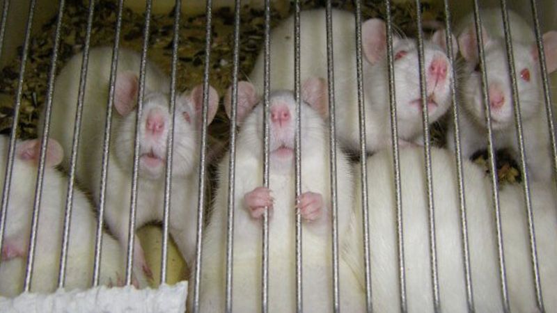 Poddawane eksperymentom szczury płaczą i głośno wyją. Ciężko na to patrzeć