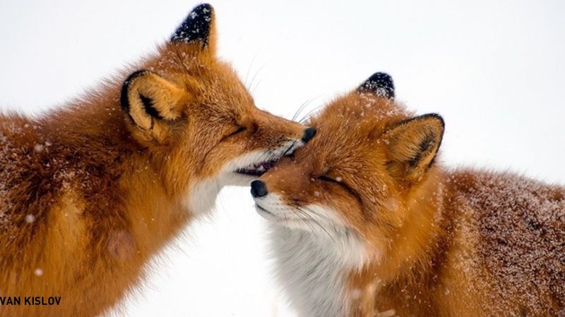 10 wspaniałych zwierząt, które pokazują, jak powinna wyglądać prawdziwa i bezwarunkowa miłość