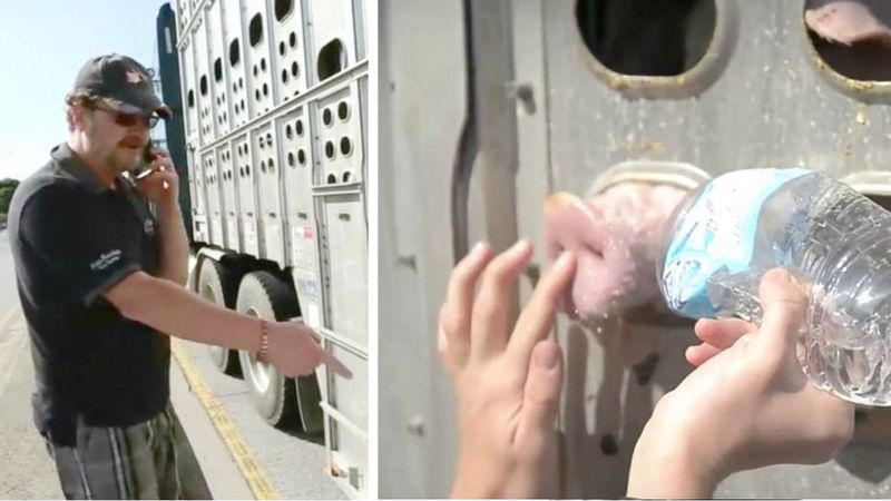 Kierowca ciężarówki pełnej świń wybiegł i zaczął wyzywać kobietę, która dała im trochę wody