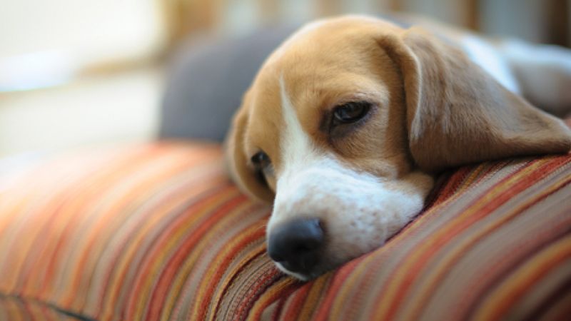 10 niepokojących objawów, które mogą świadczyć o tym, że Twój pies jest chory