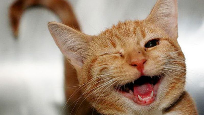 23 zwierzęta, które potrafią zarażać uśmiechem i robią to w najbardziej uroczy sposób
