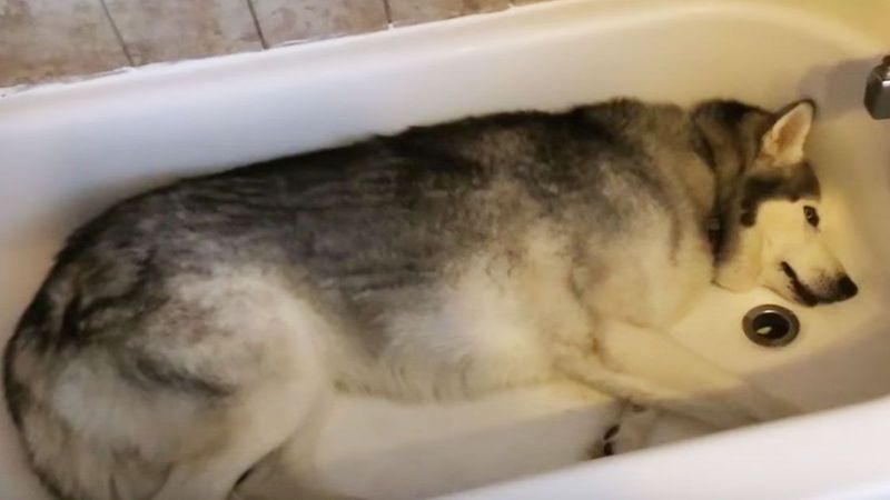 Uparty husky nie chce wyjść z wanny, ponieważ uwielbia kąpiele i głośno daje o tym znać właścicielce