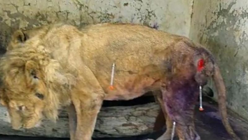 W samym środku wojny domowej w Jemenie giną także bezbronne zwierzęta z ogrodów zoologicznych…