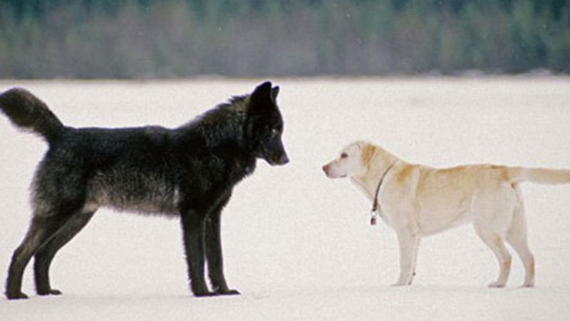 W czasie spaceru do jego psa podszedł wilk. Dziki zwierzak był naprawdę ogromny