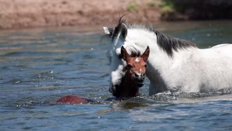 Imponujące zachowanie konia, który razem ze swoim stadem przechodził przez rwącą rzekę