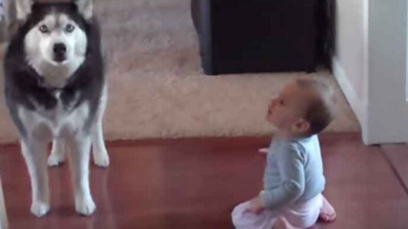 Rodzice uchwycili na nagraniu uroczą rozmowę dziecka z psem. Przezabawna wymiana zdań