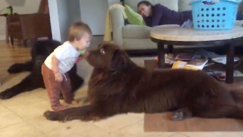 Tata prosi małego chłopca, aby dał buziaka psu. Reakcja czworonoga rozbawia rodziców do łez!