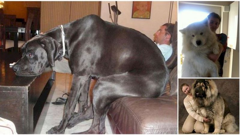 23 gigantyczne psy, które nie do końca zdają sobie sprawę, ze swoich dużych rozmiarów