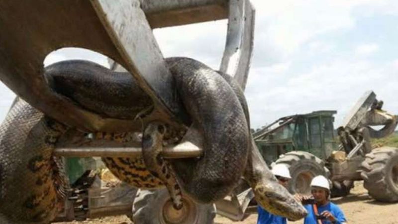 Olbrzymia, 10-metrowa anakonda znaleziona w Brazylii waży aż 400 kilogramów!