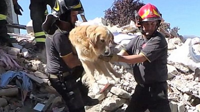 9 dni po strasznym trzęsieniu ziemi we Włoszech, strażacy odkopują pod gruzami żywego psa…