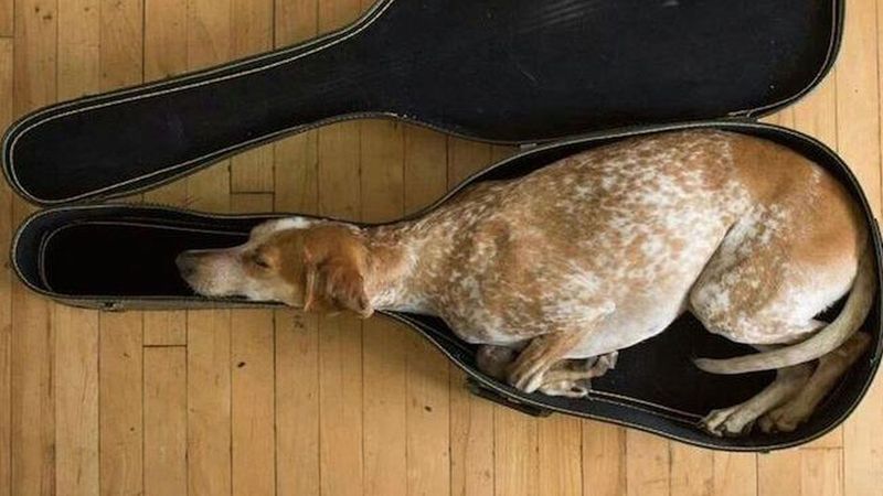 15 zabawnych zdjęć, które dowodzą, że psy są w stanie zasnąć dosłownie w każdym miejscu!